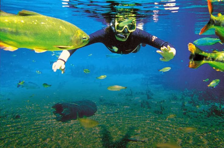 Turista em mergulho Turista em mergulho